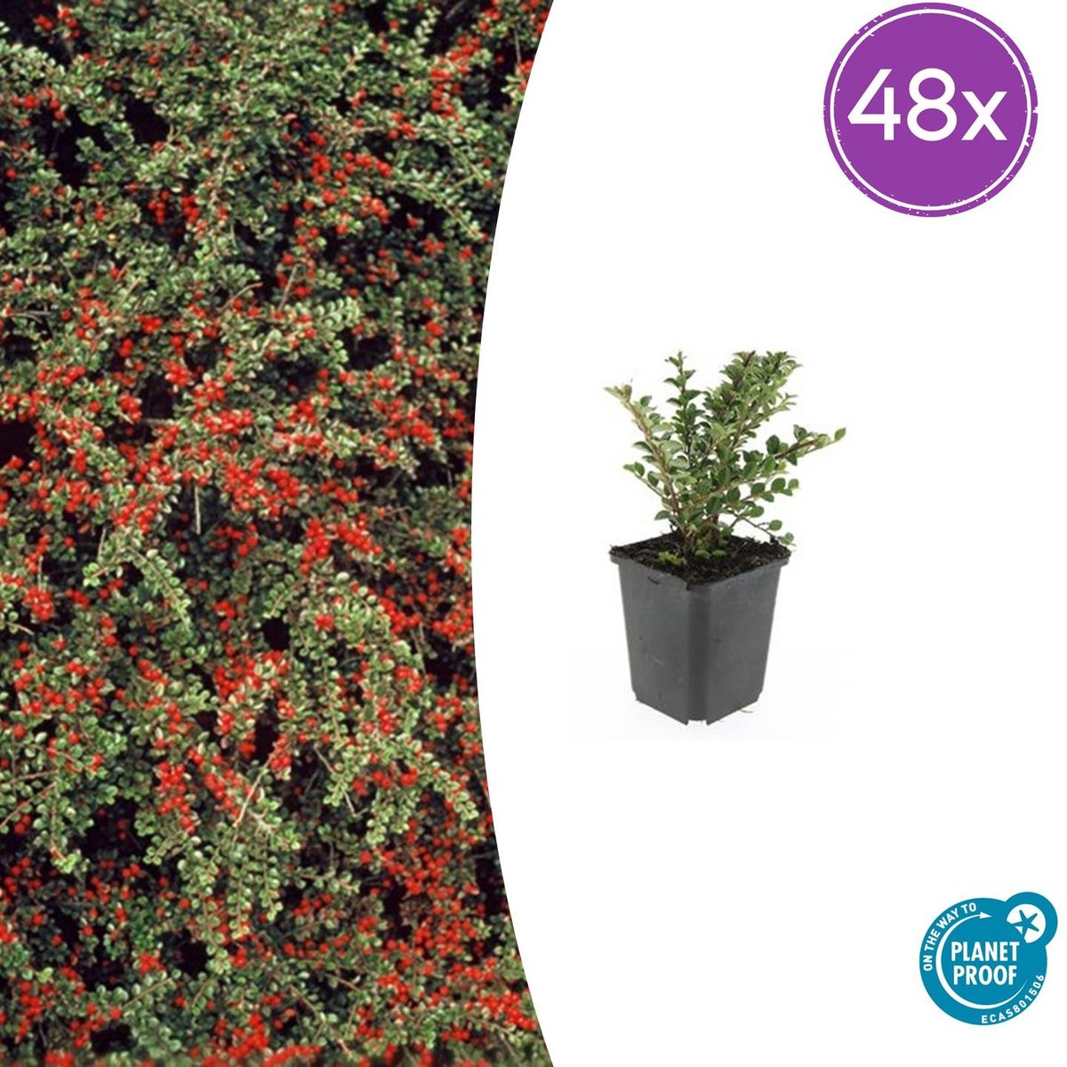 Tuinplantenshop.com | Cotoneaster horizontalis | 48 stuks - Ø9cm - 10-25cm hoog - Tuinplant