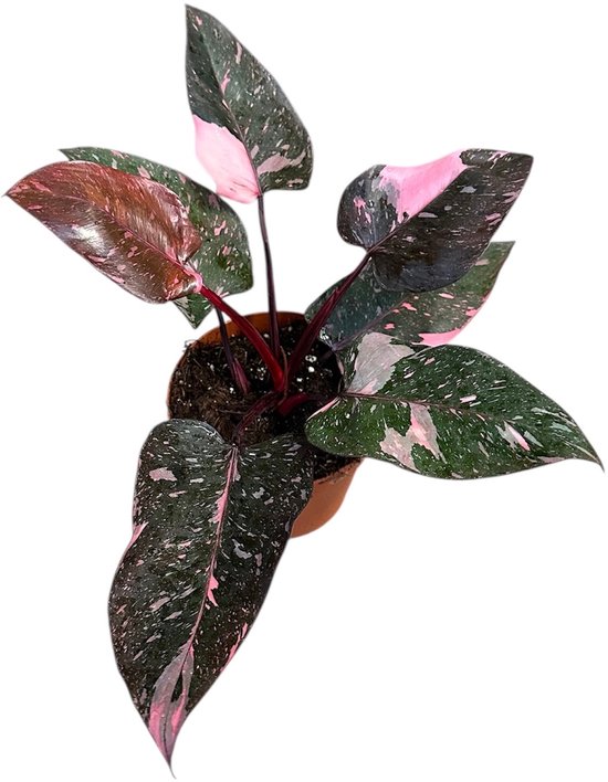 Philodendron Pink Princess Marble - Kamerplant - Potmaat Ø17 cm