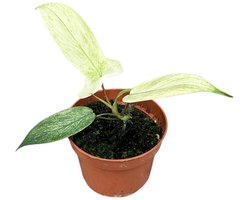 Philodendron Florida Ghost - Kamerplant - Potmaat Ø10,5 cm