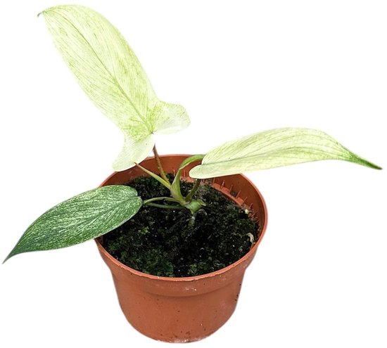 Philodendron Florida Ghost - Kamerplant - Potmaat Ø10,5 cm