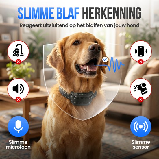 Golden retriever met slimme blafherkenning halsband. Reageert alleen op blaffen hond.