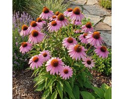 Bloomique - Set van 6 - Echinacea Purpurea - Zonnehoed - Rijkbloeiend - Winterhard - Vaste plant - 10-20 cm hoog - Pot 9 cm