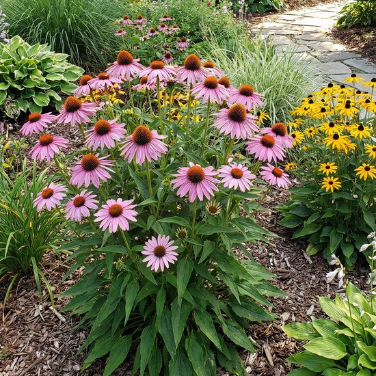 Een tuin met paarse zonnehoeden, gele rudbeckia's en groen gebladerte langs een stenen pad.