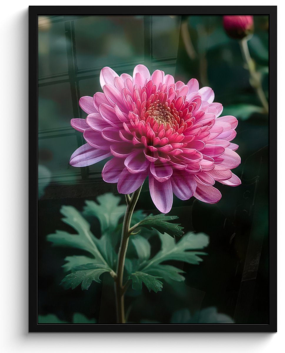 FrameYourWall Poster in lijst - Fotolijst 50x70 cm - Posters - Blad - Chrysant - Roze - Schaduw - Posterlijst zwart - Decoratie - Wanddecoratie woonkamer - Muurdecoratie slaapkamer