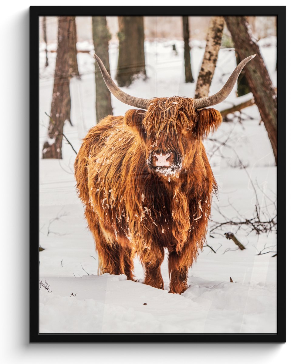 FrameYourWall Poster in lijst - Fotolijst 50x70 cm - Posters - Schotse Hooglander - Sneeuw - Winter - Natuur - Dieren - Posterlijst zwart - Decoratie - Wanddecoratie woonkamer - Muurdecoratie slaapkamer