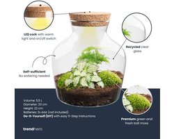 Terrarium DIY Kit with LED lightning - DIY Terrarium Online | Florazo