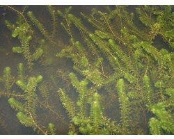 Moerings Elodea canadensa | Brede Waterpest | In P9 Pot Geleverd in Beker Waterplant