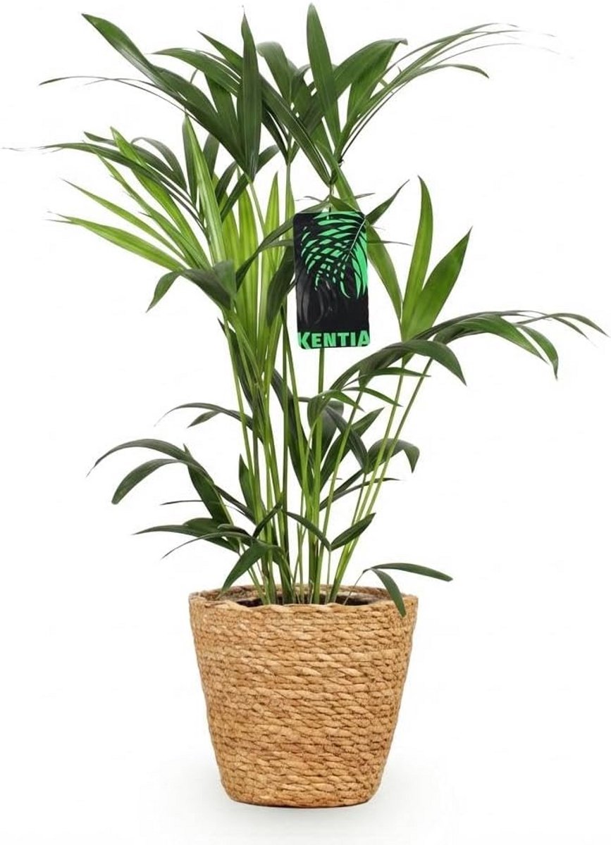Grote Binnenpalm Kentia Palm - Eenvoudig te Verzorgen Tropische Plant - Compleet met Sierl