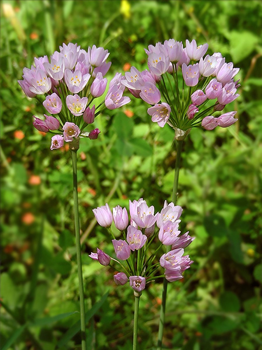 50x Allium 'Roseum' - BULBi® Bloembollen met bloeigarantie