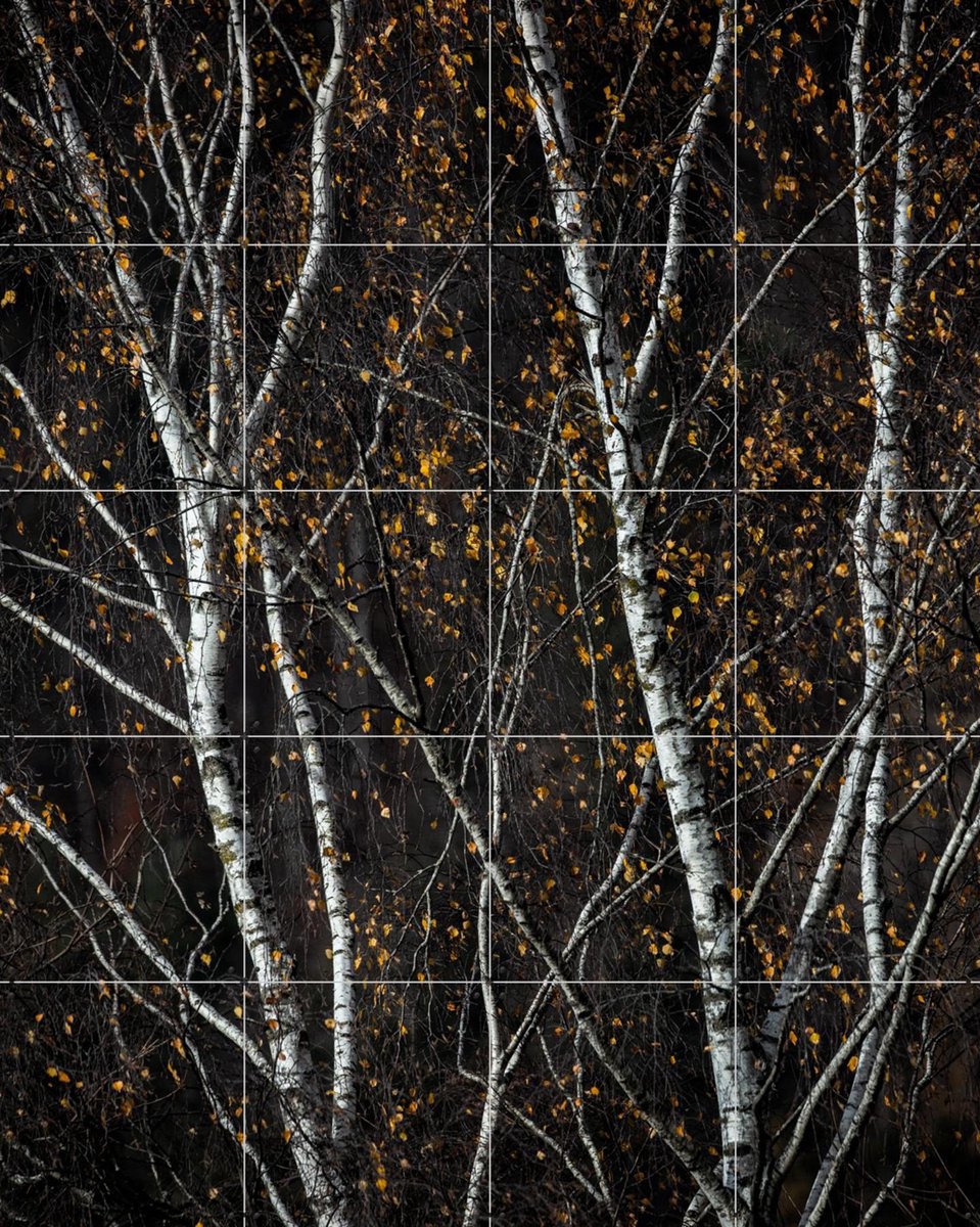IXXI Birch Trees Dark, Mareike Böhmer - 80 x 100 cm - Gratis ophangtool - Grote wanddecoratie en posters - Realisme, Fotografie, Minimalisme