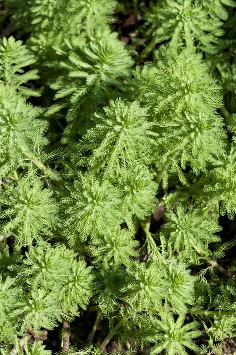 Set van 2 Waterplanten Roodsteng Myriophyllum Kroosvaren voor Vijver Hardy