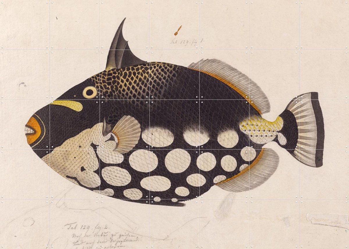 IXXI Black Fish, Kawahara Keiga & Naturalis - 140 x 100 cm - Gratis ophangtool - Grote wanddecoratie en posters - Realisme, Vintage, Naturalisme