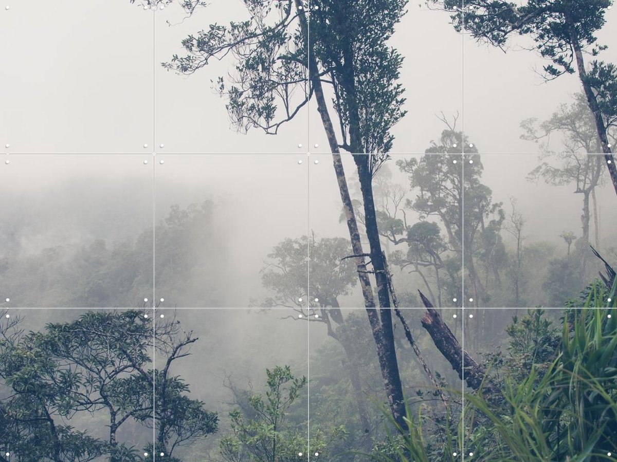 IXXI Trees in the Fog, Photolovers - 80 x 60 cm - Gratis ophangtool - Grote wanddecoratie en posters - Fotografie, Naturalisme, Slaapkamer, Woonkamer