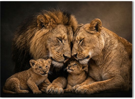 Canvasafdruk van een leeuwenfamilie met twee welpen. Ouders en welpen koppen tegen elkaar. Donkere achtergrond.