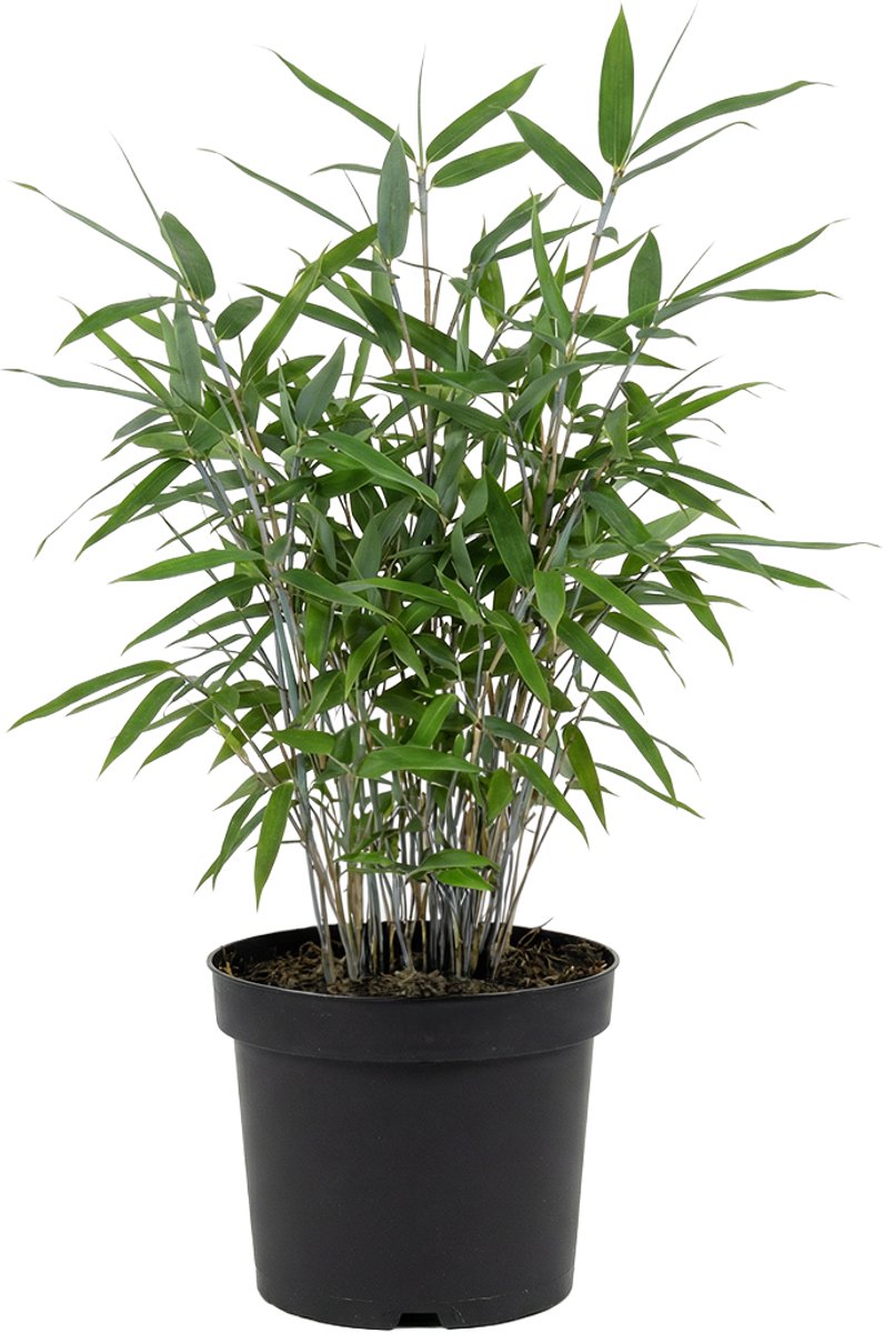 Bloomique - Fargesia Blue - Blauwe Bamboe Plant - Niet Woekerend - Winterhard - Haagplant - Hoogte 20-40 cm - Pot 14 cm