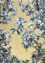 IXXI Blossoming, Angelo Cerantola - 100 x 140 cm - Outil d'accrochage gratuit - Grande décoration murale et affiches - Coloré, Photographie, Design Graphique