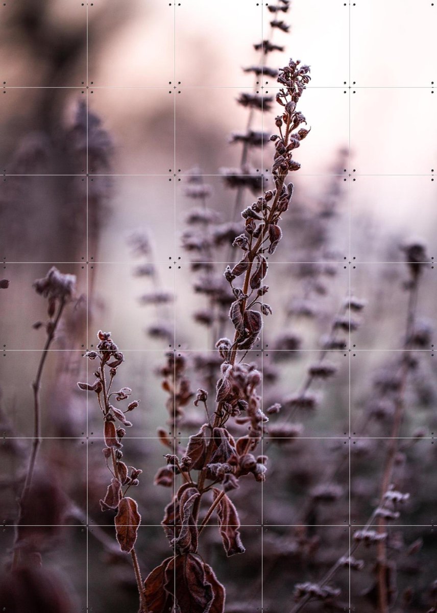 IXXI Frosty Morning, Mareike Böhmer - 100 x 140 cm - Gratis ophangtool - Grote wanddecoratie en posters - Fotografie, Winter, Natuur, Bloemen