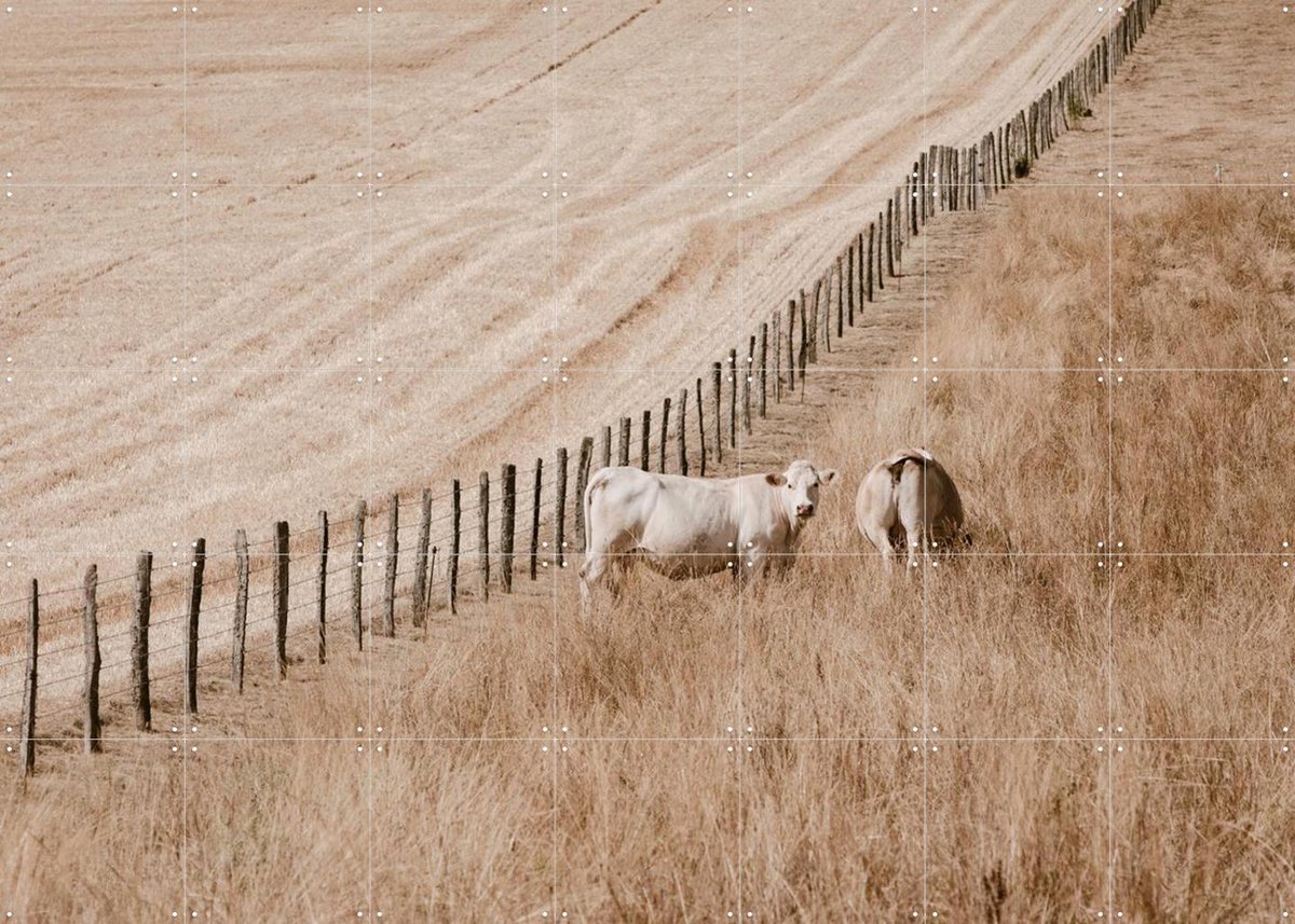 IXXI Cows on the Hill, Claire Droppert - 140 x 100 cm - Gratis ophangtool - Grote wanddecoratie en posters - Naturalisme, Fotografie, Realisme
