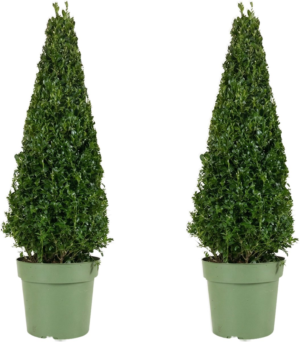 Bloomique - Set van 2 - Ilex crenata 'Jenny' Pyramid - Japanse Hulst - Wintergroen - Winterhard - Balkonplanten - 70-90cm Hoog - Pot 21cm