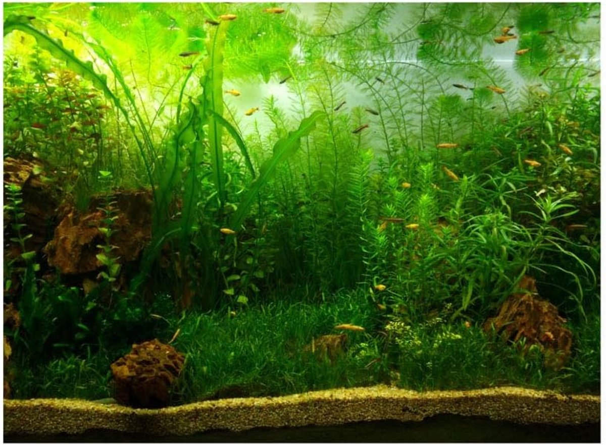 Zelfklevende Aquarium Achterwand PVC Poster Watergras Decoratie (Verschillende Maten)
