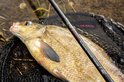 Gevangen vis in een schepnet met de 'Ultimate Allround Power Feeder' hengel erop.