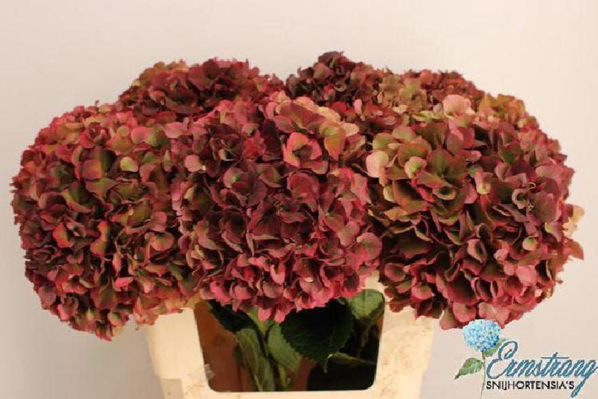 10x Hydr.mag.pink ruby classic 60cm