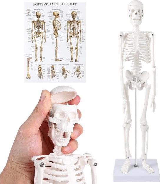 Brenzoos - Het menselijk skelet anatomisch model - 45 cm - voor beginners medisch onderwijs, decoraties, fysiotherapie geschenken.