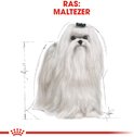 Illustratie van een witte Maltezer hond met afmetingen.