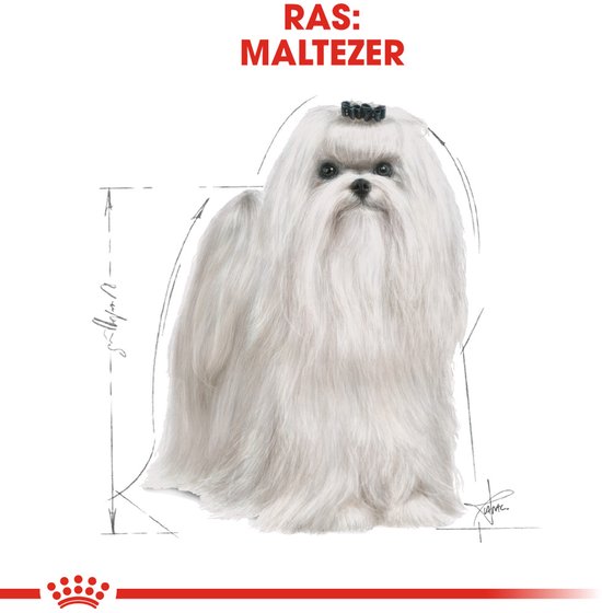 Illustratie van een witte Maltezer hond met afmetingen.