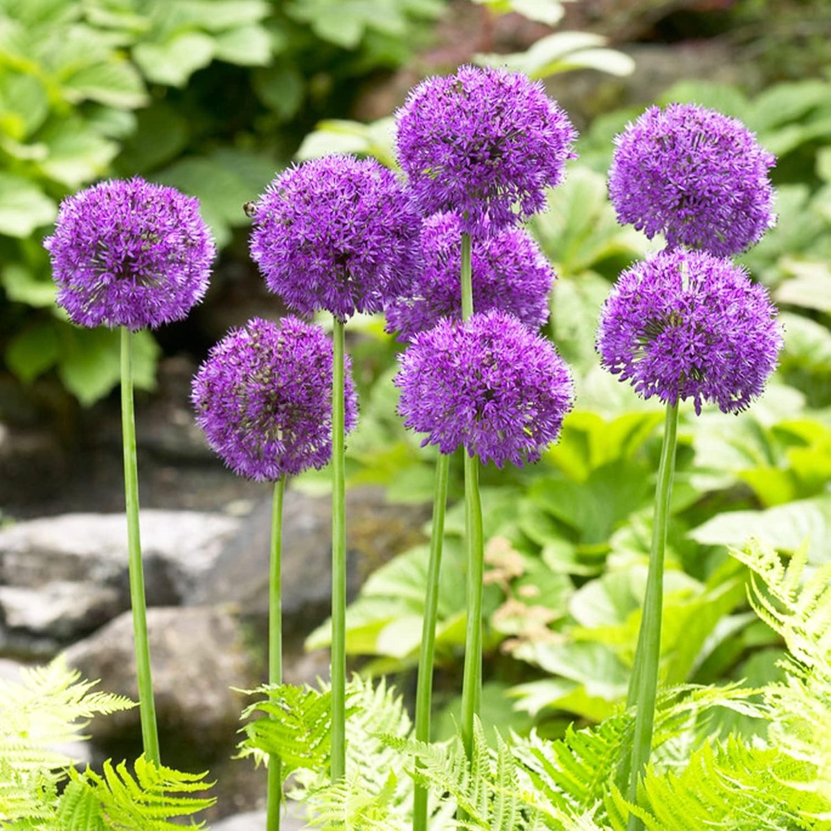 Allium Bloembollen Winterhard - Sierui - Purple Sensation - 5 stuks - Paars - Bloem bollen - Mix Meerjarig