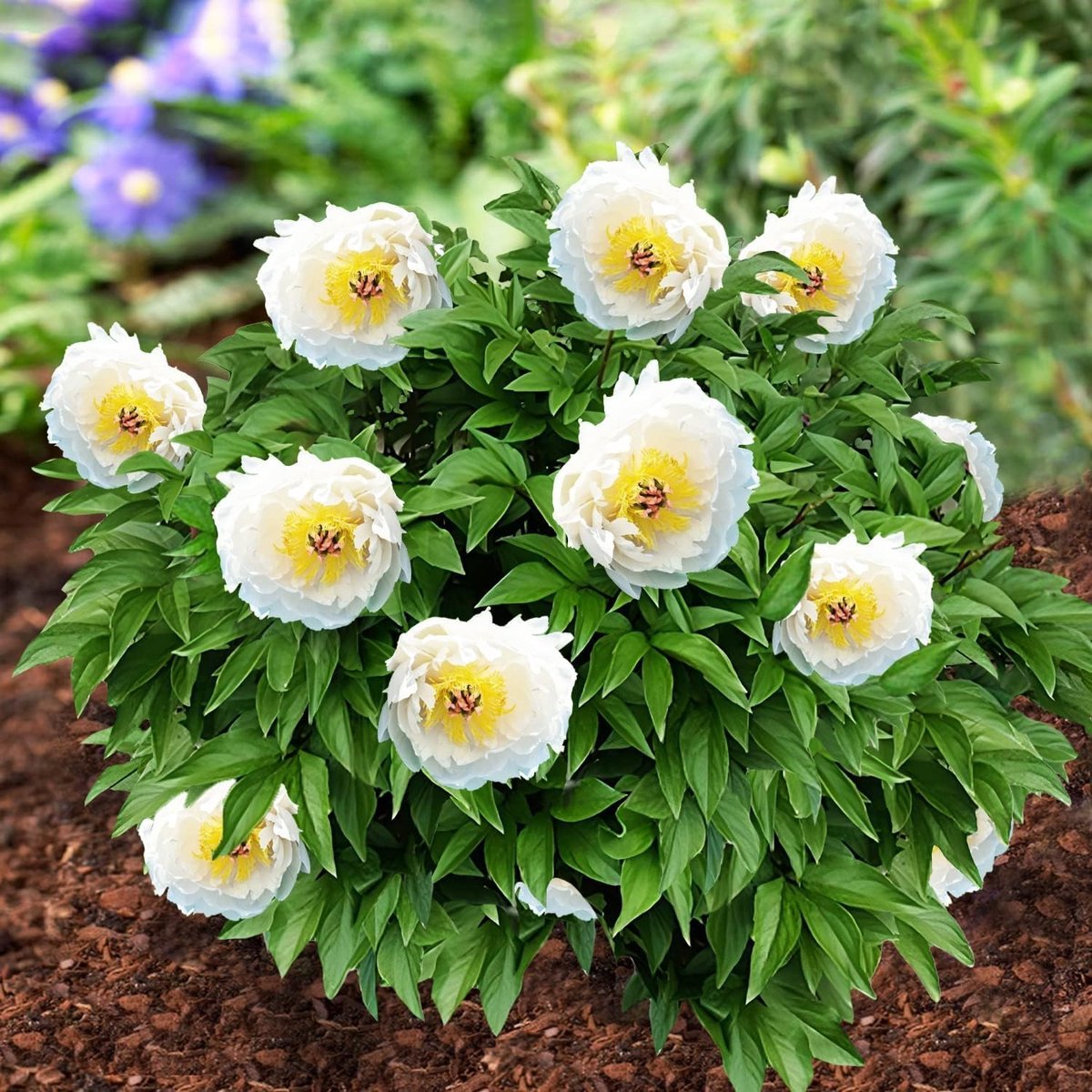 Pioenroos Itoh Wortel - White Passion - Tuinplant Winterhard - 1 stuk - Wit - Buitenplanten
