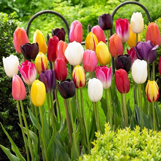 Tulipes à bulbes hollandais - ' Darwin Hybrid' - Bulbes de fleurs - 25 pièces - Multicolore