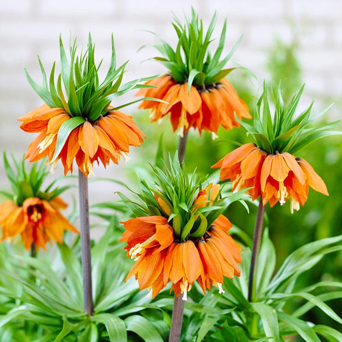 Keizerskroon Bloembollen Meerjarig - Fritillaria Imperialis Orange - Orange - 5 stuks - Oranje - Bloem bollen Mix