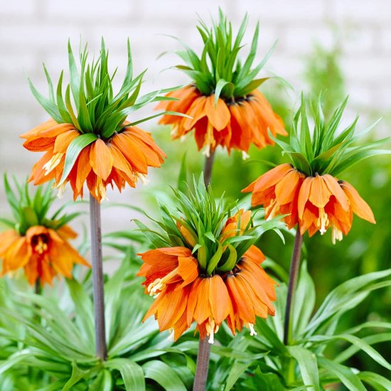 Quatre couronnes impériales orange avec des feuilles et des tiges vertes.