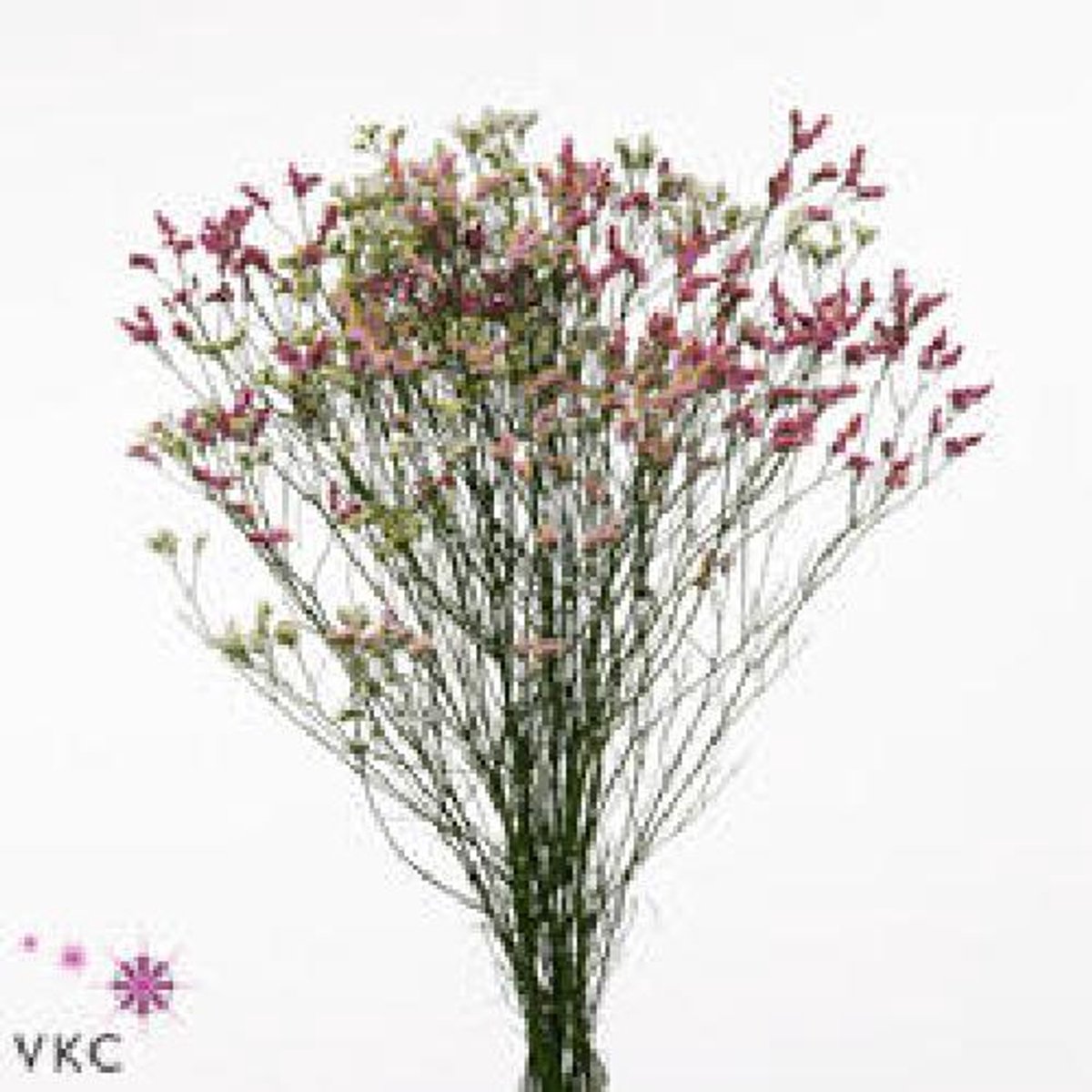 25x Lim.diamond mix var. 70cm