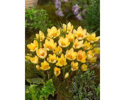 50x Crocus 'Romance chrysanthus' - BULBi® Bloembollen met bloeigarantie