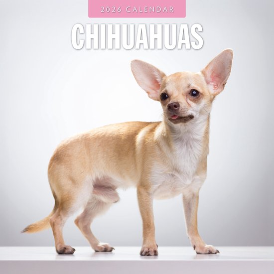 Foto: Chihuahua kalender 2026