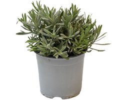 Lavendel (Lavandula angustifolia) – Geurende mediterrane kruidenplant – 14 cm pot – ca. 25 cm hoog