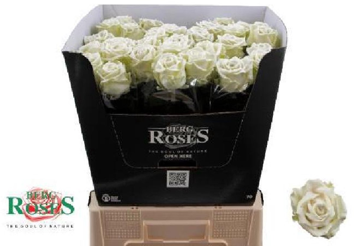10x Wax roos wit 70cm