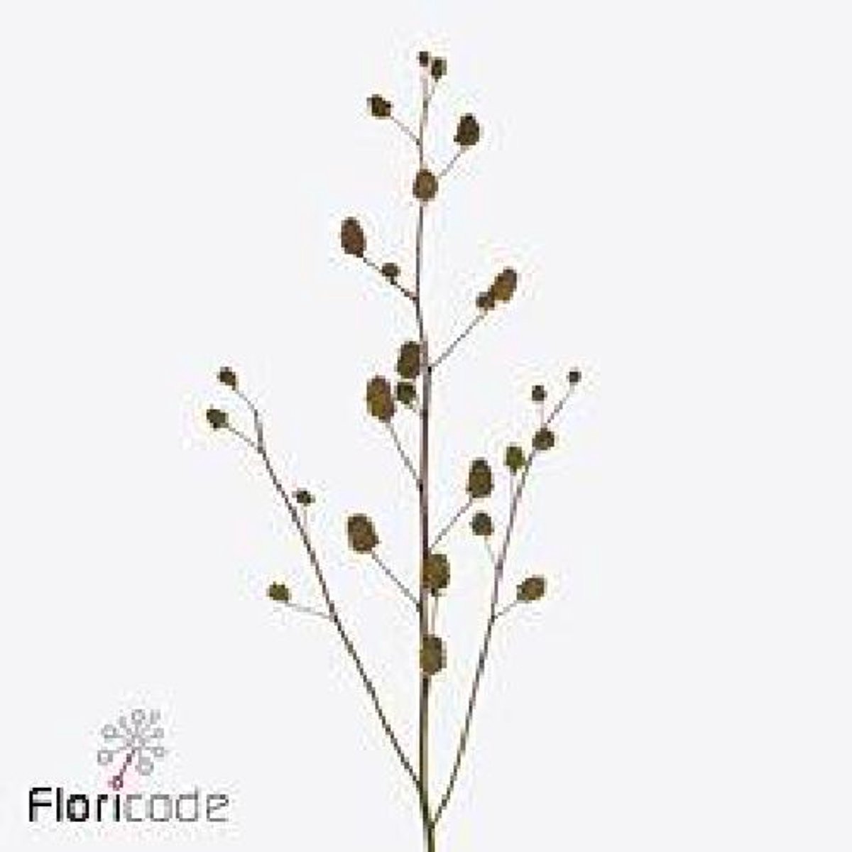 10x Glycyrrhiza yunnanensis 60cm