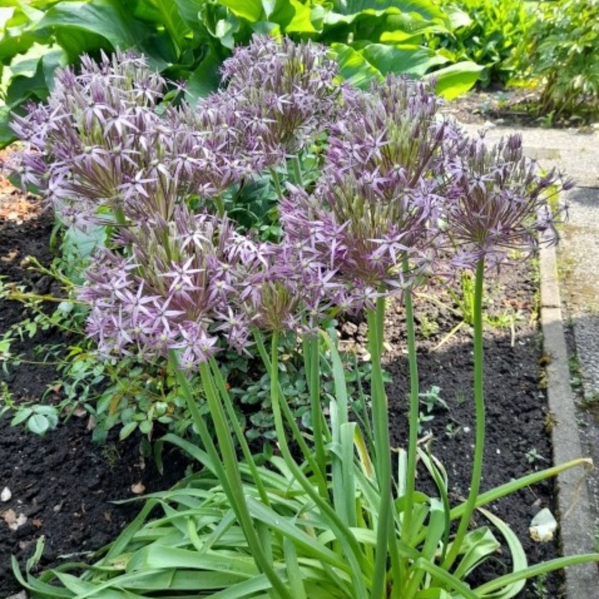 Sierui (Allium) - albopilosum Christophii - Bijen-Vlinders - Snijbloemen - Zomerbollen - Voorjaarsbollen - bloeit in Mei / Juni
