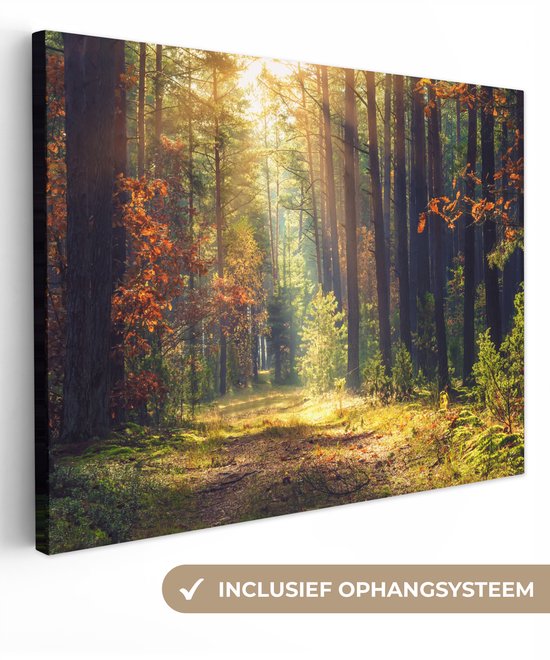 Toile avec rayons de soleil dans une forêt d'automne, avec système de suspension inclus.