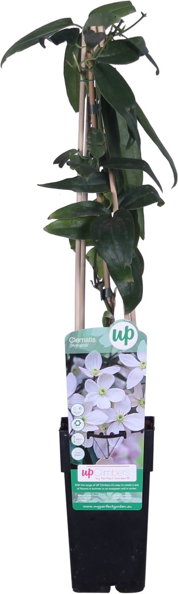Hello Plants Clematis Armandii Bosrank - Klimplant - Ø 15 cm - Hoogte: 65 cm