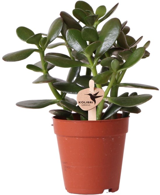 Kolibri Greens | Groene plant - Succulent Crassula Ovata - groene kamerplant - vers van de kweker - Ø9cm -