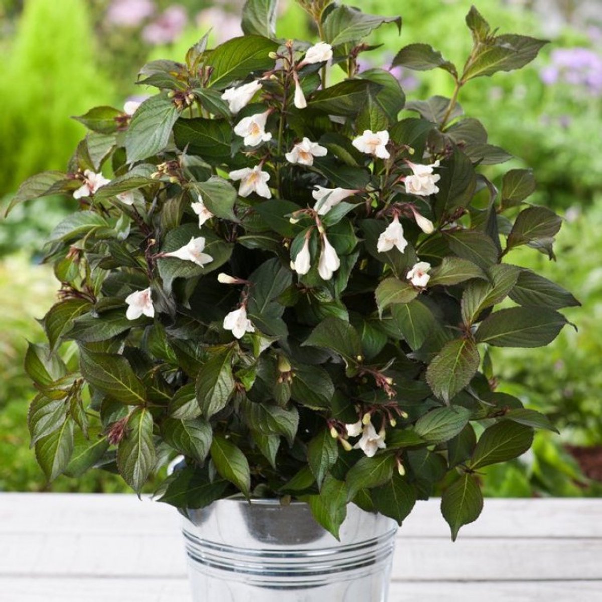 Plants Online BV - Planten - Tuinplanten - Heesters - Set van 1 - Weigelia 'Ebony and Ivory'