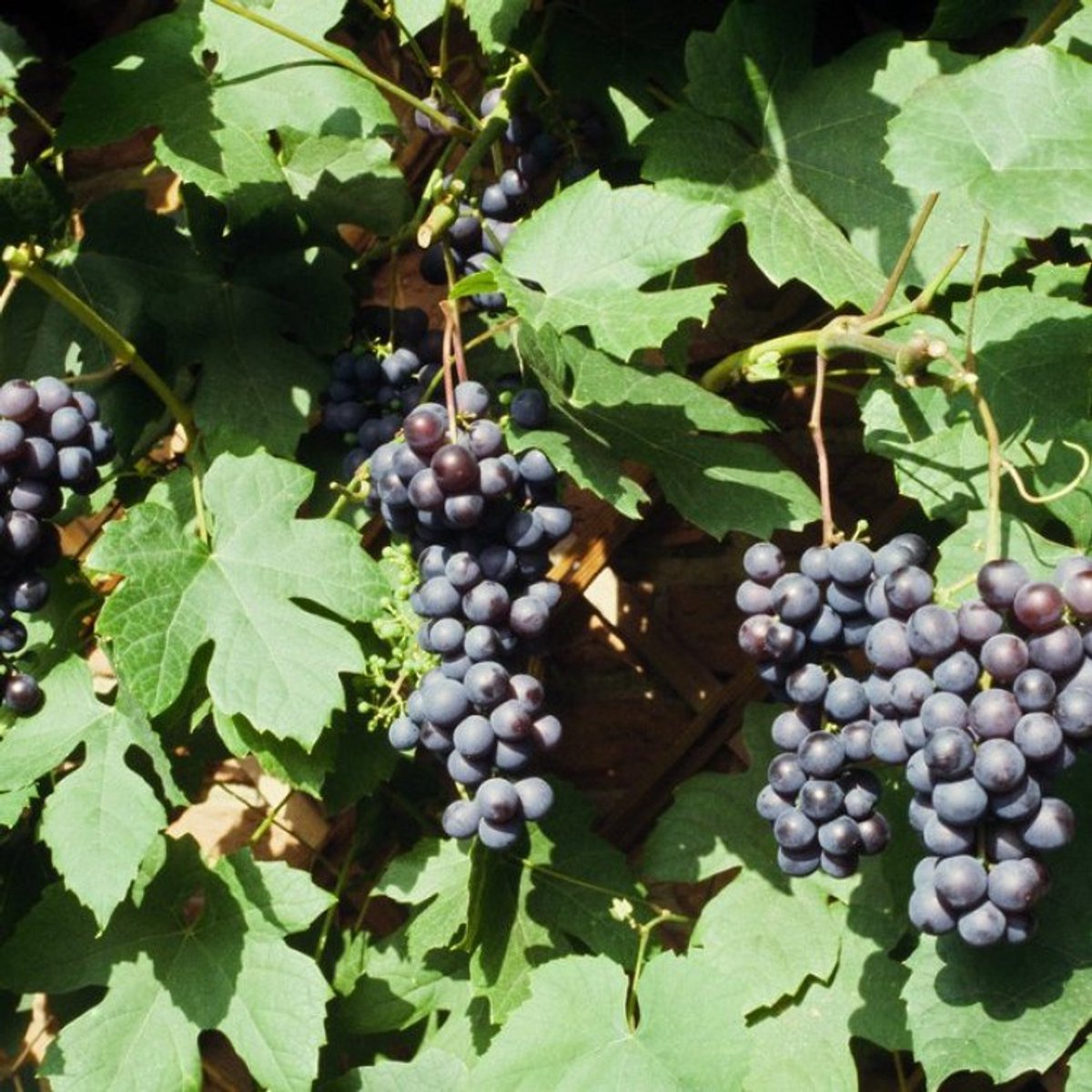 Plants Online BV - Planten - Tuinplanten - Fruit - Set van 1 - Boskoopse Glorie 'Boskoop Glory'