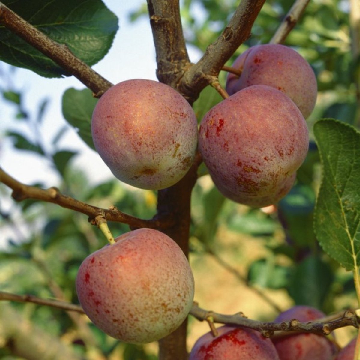 Plants Online BV - Planten - Tuinplanten - Fruit - Set van 1 - Pruim 'Victoria'