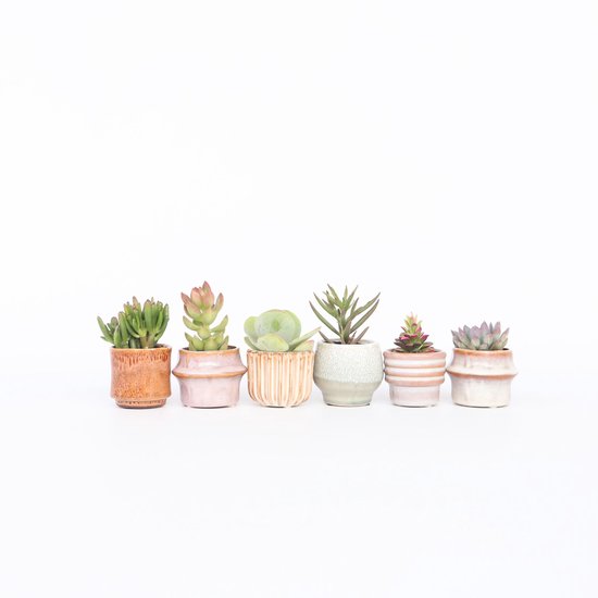 Zes mini-vetplanten in diverse potjes, waaronder een oranje met ribbels, een roze en een beige.