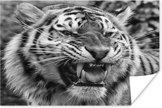 Grommende tijger in zwart/wit poster papier 160x120 cm - Foto print op Poster (wanddecoratie woonkamer / slaapkamer) / Wilde dieren Poster XXL / Groot formaat!
