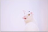 Poster – Witte Kat met Blauw/Geel Kat - 150x100cm Foto op Posterpapier